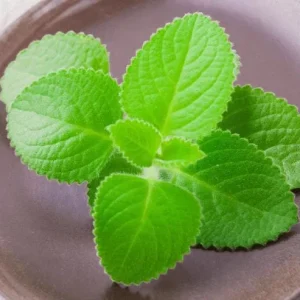 Cuban Oregano Live Plant - 2-Pack Fresh Herb for Home Garden, 4-6 Inch Tall - Image 3