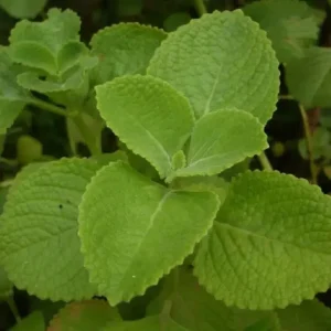 Cuban Oregano Live Plant - 2-Pack Fresh Herb for Home Garden, 4-6 Inch Tall - Image 4