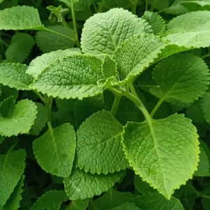 Cuban Oregano Live Plant - 2-Pack Fresh Herb for Home Garden, 4-6 Inch Tall - Image 5