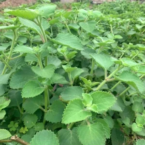 Cuban Oregano Live Plant – 4 Inch Pot – Edible Herb & Houseplant - Image 2