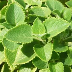 Cuban Oregano Live Plant – 4 Inch Pot – Edible Herb & Houseplant - Image 3