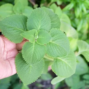 Cuban Oregano Live Plant – 4 Inch Pot – Edible Herb & Houseplant - Image 4