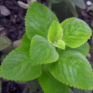 Cuban Oregano Live Plant – 4 Inch Pot – Edible Herb & Houseplant - Image 5