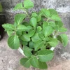 Cuban Oregano Live Plant – 4 Inch Pot – Edible Herb & Houseplant - Image 1