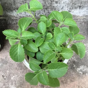 Cuban Oregano Live Plant – 4 Inch Pot – Edible Herb & Houseplant - Image 1