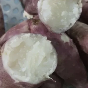 Cuban Sweet Potato Slips - 15 Fresh Cuttings for Planting Outdoors - Image 2