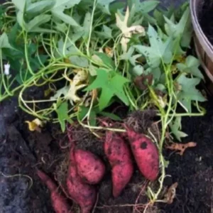 Cuban Sweet Potato Slips - 15 Fresh Cuttings for Planting Outdoors - Image 3