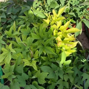 Cuban Sweet Potato Slips - 15 Fresh Cuttings for Planting Outdoors - Image 4