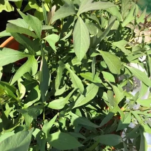 Cuban Sweet Potato Slips - 15 Fresh Cuttings for Planting Outdoors - Image 6