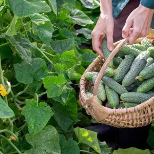 Cucumber Seedlings Live Plant – Set of 3 Pots – 6 Plants Total – 4 Inch Pots – 6-8 Inch Tall - Image 2