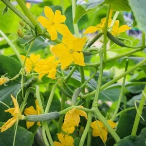 Cucumber Seedlings Live Plant – Set of 3 Pots – 6 Plants Total – 4 Inch Pots – 6-8 Inch Tall - Image 3