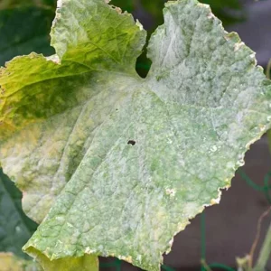 Cucumber Seedlings Live Plant – Set of 3 Pots – 6 Plants Total – 4 Inch Pots – 6-8 Inch Tall - Image 4