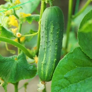 Cucumber Seedlings Live Plant – Set of 3 Pots – 6 Plants Total – 4 Inch Pots – 6-8 Inch Tall - Image 5