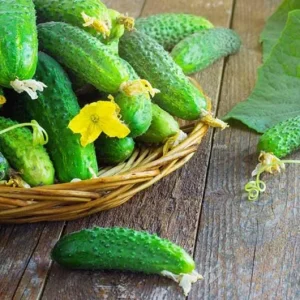 Cucumber Seedlings Live Plant – Set of 3 Pots – 6 Plants Total – 4 Inch Pots – 6-8 Inch Tall - Image 6