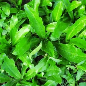 Culantro Live Plant – 4 inch Pot – Culinary Herb for Home Gardens - Image 3