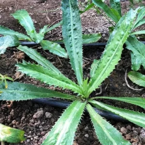 Culantro Live Plant – 4 inch Pot – Culinary Herb for Home Gardens - Image 4