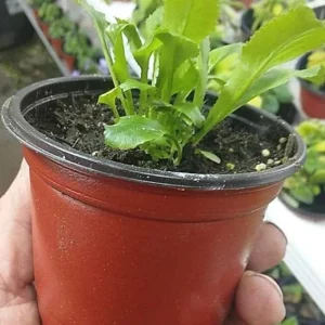 Culantro Live Plant – 4 inch Pot – Culinary Herb for Home Gardens - Image 5