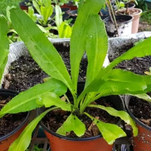 Culantro Live Plant – 4 inch Pot – Culinary Herb for Home Gardens - Image 6