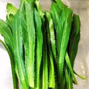 Culantro Live Plant – 4 inch Pot – Culinary Herb for Home Gardens - Image 7