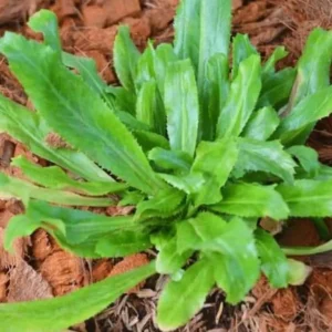 Culantro Live Plant – 4 inch Pot – Culinary Herb for Home Gardens - Image 1