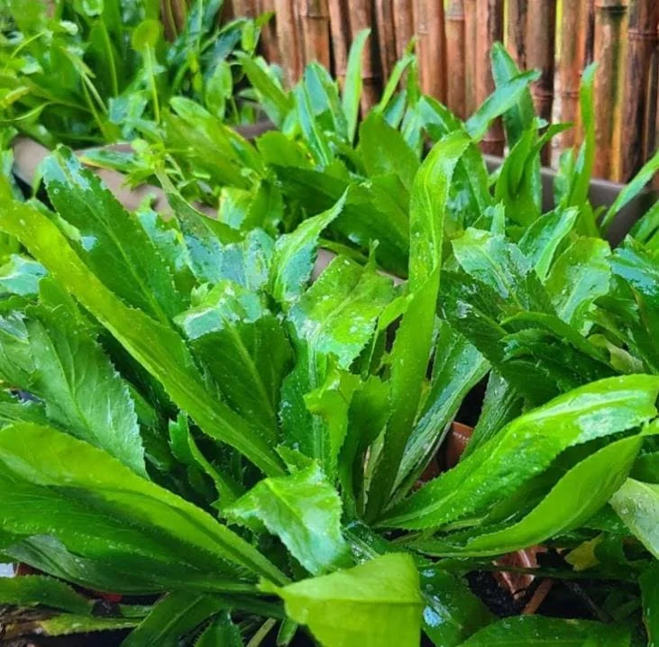 Culantro Live Plant – 4-inch Tall Culinary Herb – 3.5-inch Pot – Indoor/Outdoor - Image 2