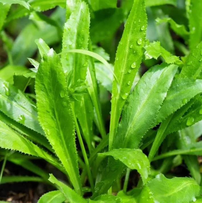 Culantro Live Plant – 4-inch Tall Culinary Herb – 3.5-inch Pot – Indoor/Outdoor - Image 3