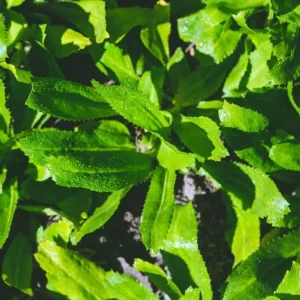 Culantro Live Plant – 4-inch Tall Culinary Herb – 3.5-inch Pot – Indoor/Outdoor - Image 4