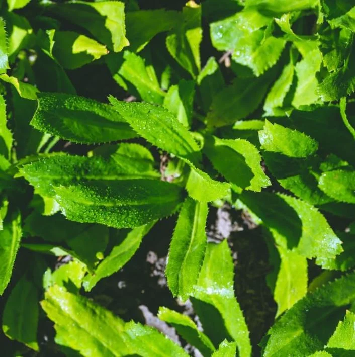 Culantro Live Plant – 4-inch Tall Culinary Herb – 3.5-inch Pot – Indoor/Outdoor - Image 4