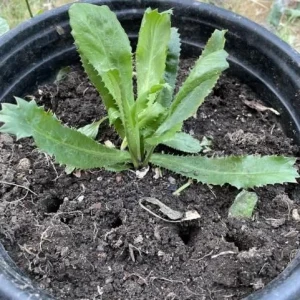 Culantro Live Plant – 4-inch Tall Culinary Herb – 3.5-inch Pot – Indoor/Outdoor - Image 5