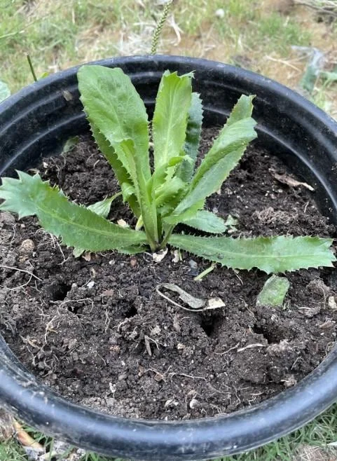 Culantro Live Plant – 4-inch Tall Culinary Herb – 3.5-inch Pot – Indoor/Outdoor - Image 5