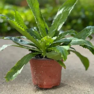 Culantro Live Plant – 4-inch Tall Culinary Herb – 3.5-inch Pot – Indoor/Outdoor - Image 6