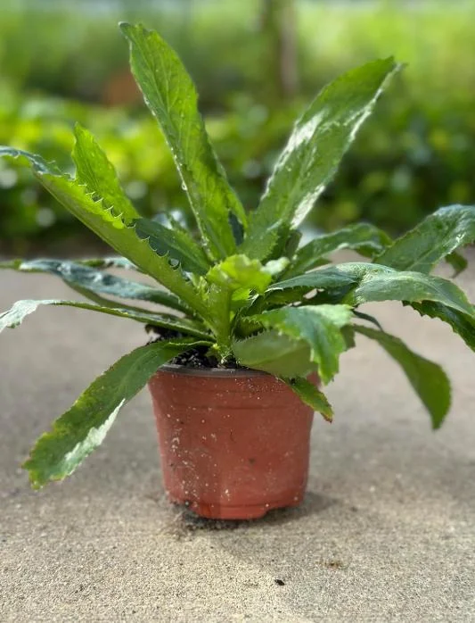 Culantro Live Plant – 4-inch Tall Culinary Herb – 3.5-inch Pot – Indoor/Outdoor - Image 6