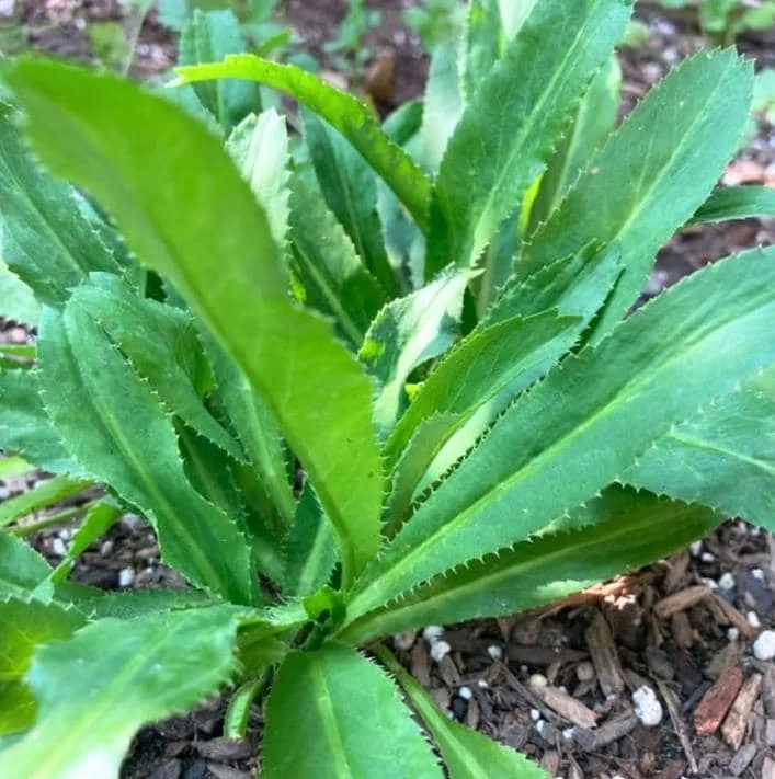 Culantro Live Plant – 4-inch Tall Culinary Herb – 3.5-inch Pot – Indoor/Outdoor - Image 7