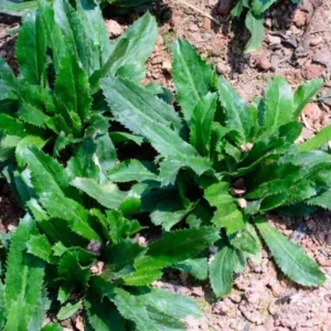 Culantro Live Plant – 4-inch Tall Culinary Herb – 3.5-inch Pot – Indoor/Outdoor - Image 8