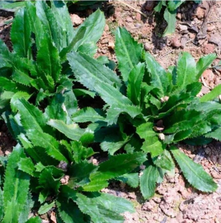 Culantro Live Plant – 4-inch Tall Culinary Herb – 3.5-inch Pot – Indoor/Outdoor - Image 8