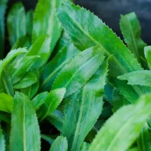 Culantro Seeds - Recao, Mexican Coriander, Alcapate - 200+ Count - Image 1