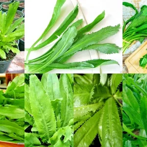 Culantro Seeds (Recao) Non-GMO Ngo Gai for Sofrito & Pho - Herb Seeds - Image 1