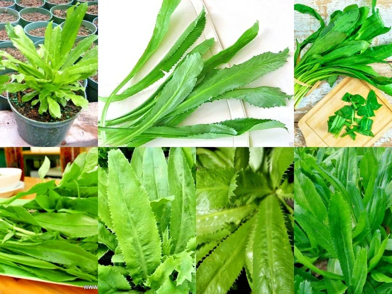 Culantro Seeds (Recao) Non-GMO Ngo Gai for Sofrito & Pho - Herb Seeds - Image 1