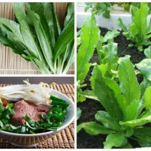 Culantro Seeds (Recao) Non-GMO Ngo Gai for Sofrito & Pho - Herb Seeds - Image 2