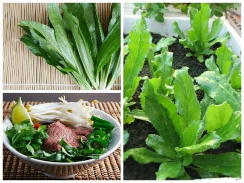 Culantro Seeds (Recao) Non-GMO Ngo Gai for Sofrito & Pho - Herb Seeds - Image 2