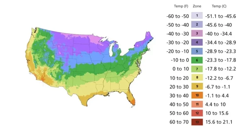 Culantro Seeds (Recao) Non-GMO Ngo Gai for Sofrito & Pho - Herb Seeds - Image 4