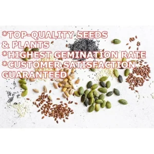 Culantro Seeds (Recao) Non-GMO Ngo Gai for Sofrito & Pho - Herb Seeds - Image 6