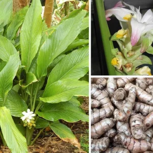 Curcuma Turmeric Root for Planting - 10 Pack Live Roots - Indoor/Outdoor - Image 2