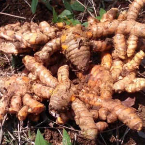 Curcuma Turmeric Root for Planting - 10 Pack Live Roots - Indoor/Outdoor - Image 3