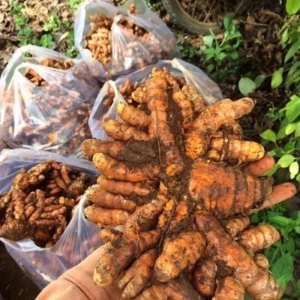 Curcuma Turmeric Root for Planting - 10 Pack Live Roots - Indoor/Outdoor - Image 4