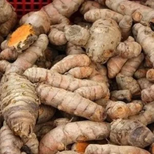 Curcuma Turmeric Roots - Live Plant Rhizomes, Ready to Plant, Pack of 15 - Image 3