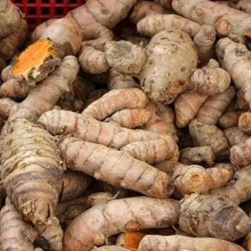 Curcuma Turmeric Roots - Live Plant Rhizomes, Ready to Plant, Pack of 15 - Image 3