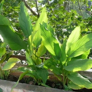 Curcuma Turmeric Roots - Live Plant Rhizomes, Ready to Plant, Pack of 15 - Image 4