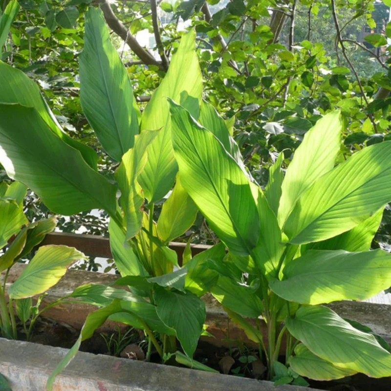 Curcuma Turmeric Roots - Live Plant Rhizomes, Ready to Plant, Pack of 15 - Image 4