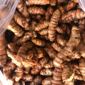 Curcuma Turmeric Roots - Live Plant Rhizomes, Ready to Plant, Pack of 15 - Image 5